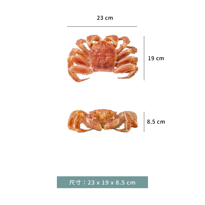 模型 ☆ 擬真 毛蟹 裝飾 ｜23 × 19 × 8.5 ㎝｜單個