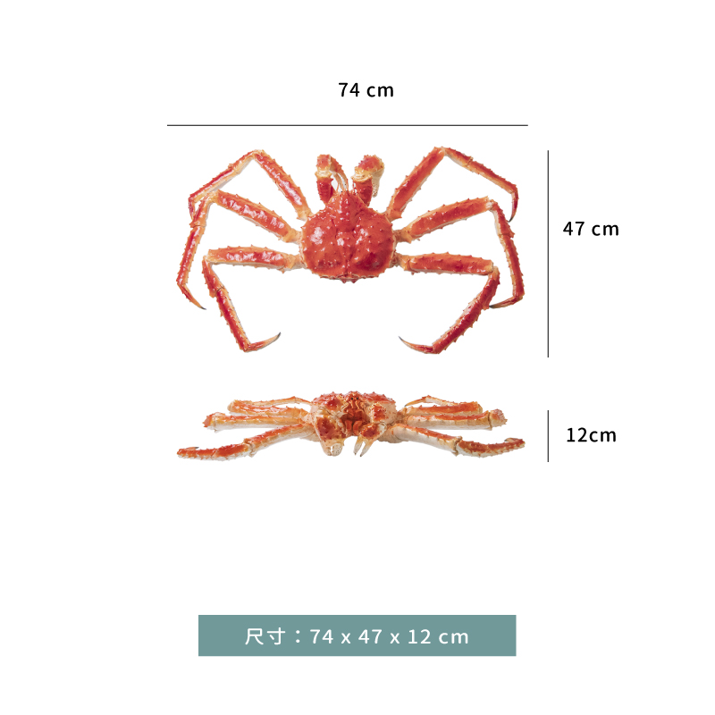 模型 ☆ 擬真 鱈場蟹 裝飾｜開腳 ｜74 × 47 × 12 ㎝｜單個